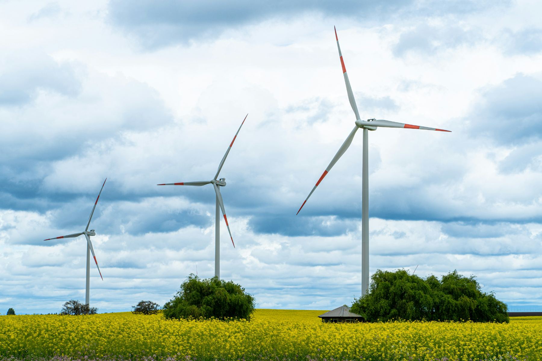 Three white wind turbines rising above a yellow rapeseed field under a cloudy summer sky, with hedgerow trees between the turbines
