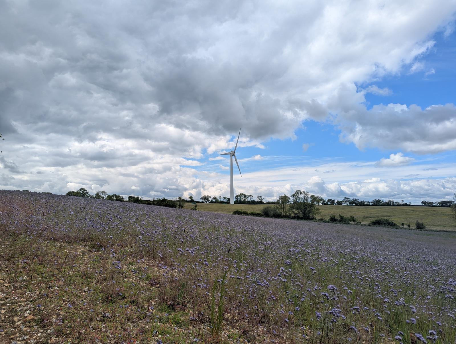 Single wind turbine on the horizon beyond a field of purple phacelia flowers, under a broken cloudy sky